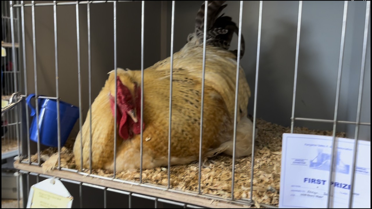 Kangaroo Valley 2026 - Prized Poultry