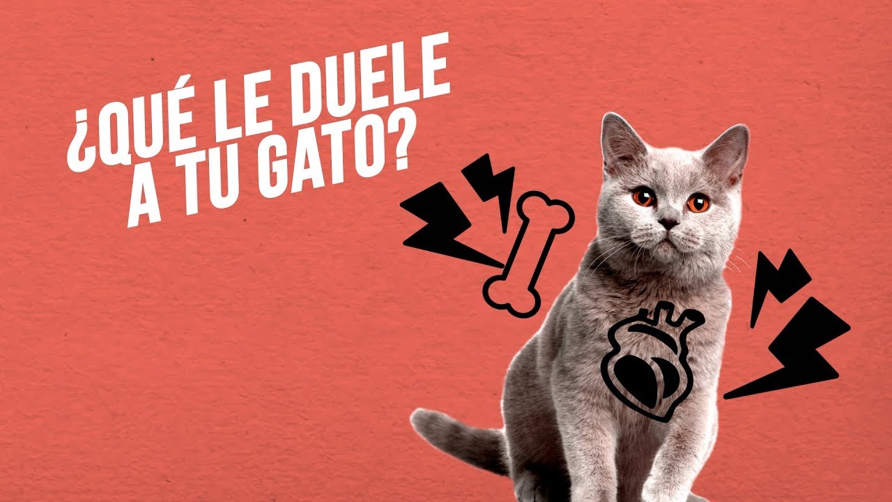 ¿Cómo sabes si a tu GATO le DUELE algo? 😿 🤔❓