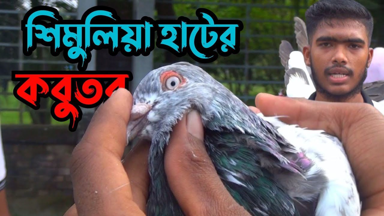 অসাধারণ সব কবুতর নিয়ে জমজমাট শিমুলিয়া কবুতরের হাট