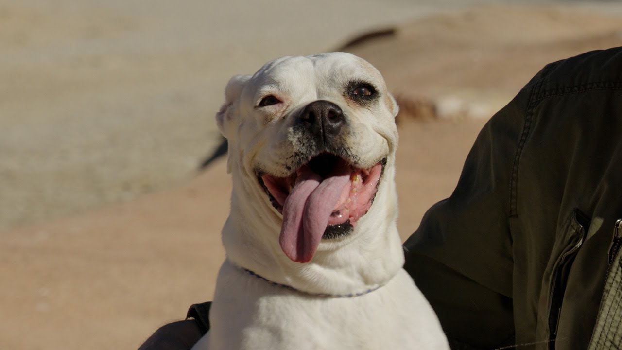 Watch rescued border dog when she realizes that Leo is her savior! [Ep 25]