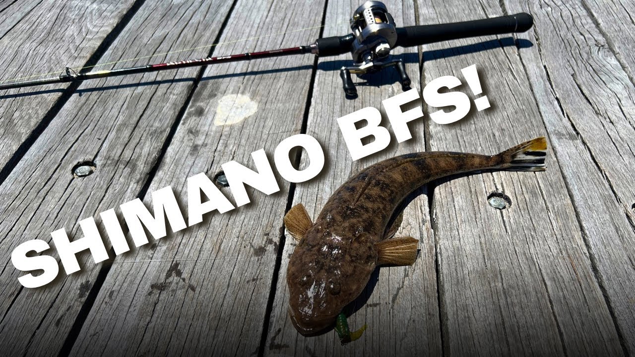 Первый взгляд на Shimano Artiesta BFS! | Рыбалка на реке Суон, Перт.