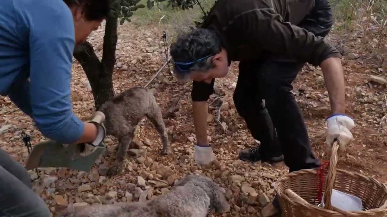 VALTRUF, la pasión por la trufa