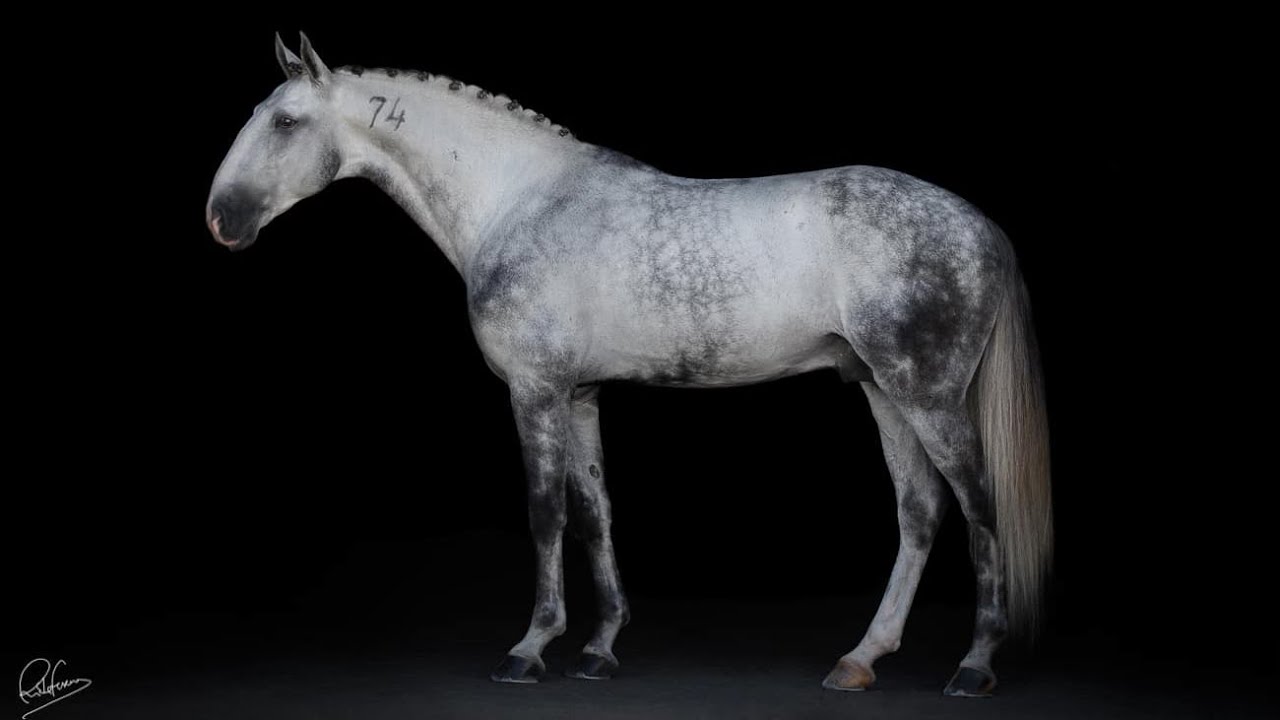 Horse for Sale | Dual-Discipline Lusitano: GP Dressage & 'Consagrados' Working Equitation (REF#1070)