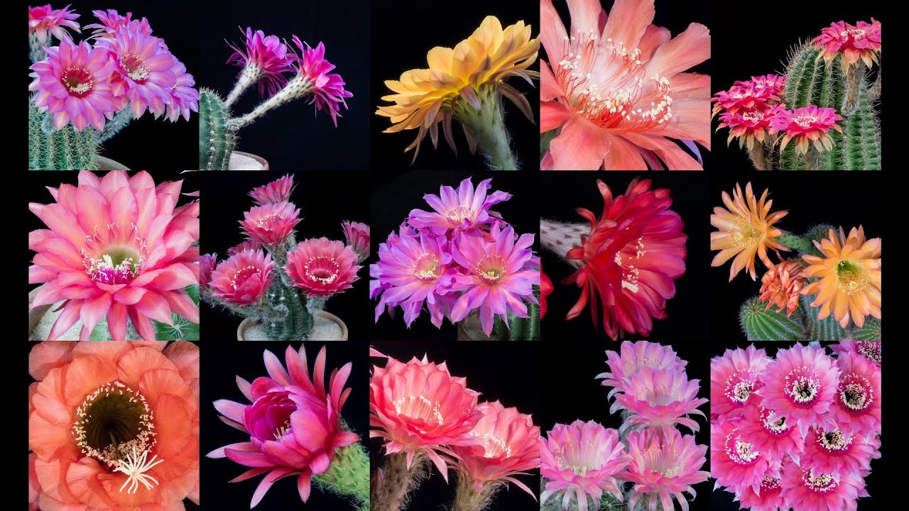 Freaky Flowers 3