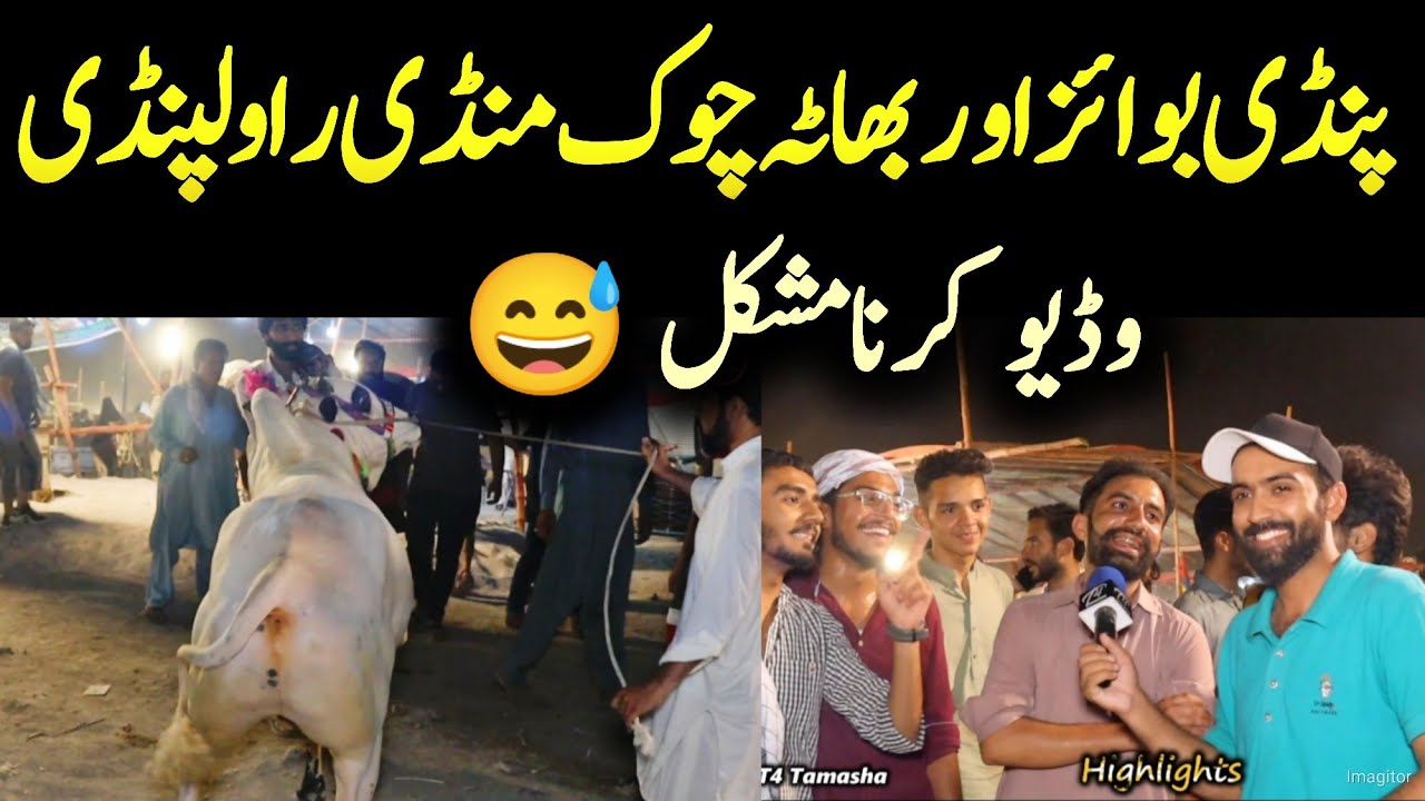 bhaata Chok Mandi 2023 - Pindi boys - bakra Mandi 2023 - dangerous angry bull 2023 - qurbani 2023