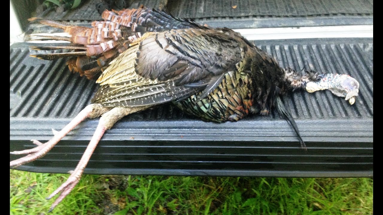 Florida Osceola Turkey Hunting 2019