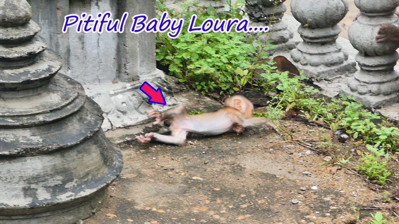 Pitiful ....Baby monkey Loura fall down while she jump to her Mom Lory