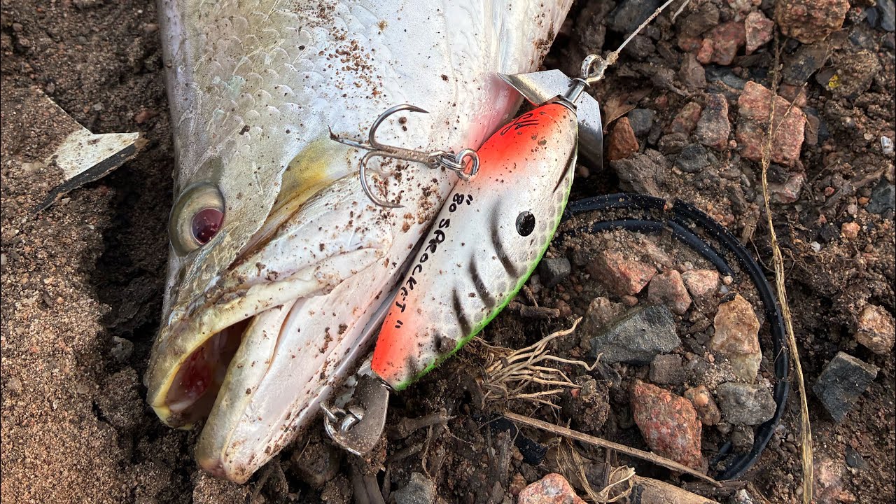 Couple of local Barra’s 😜