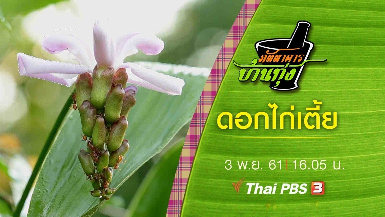 ภัตตาคารบ้านทุ่ง : ดอกไก่เตี้ย (3 พ.ย. 61)