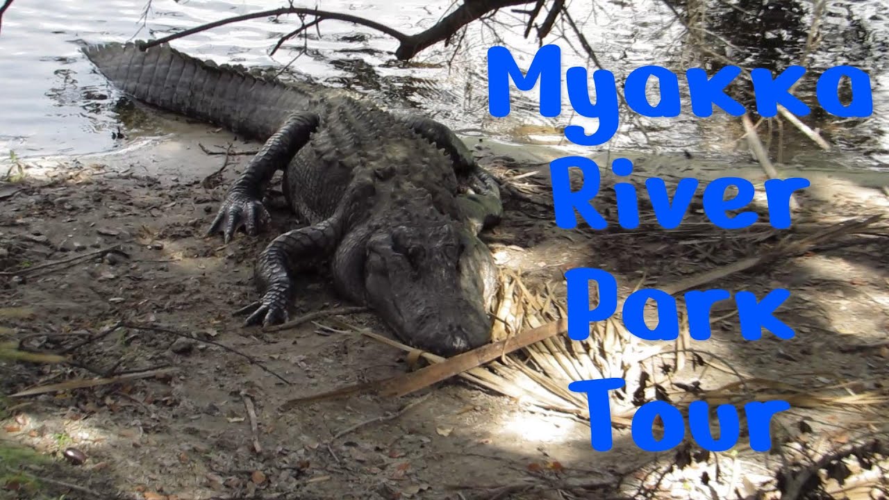 Myakka River State Park Florida Full Park Tour