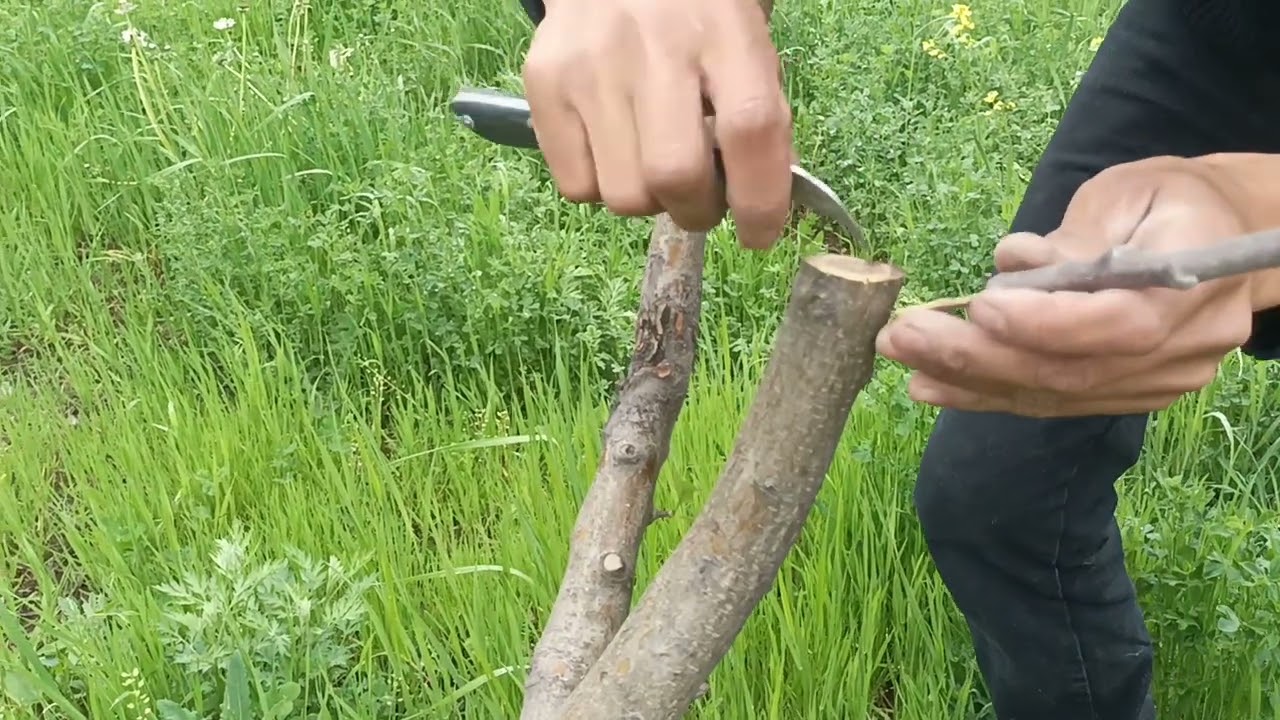 Алма кыйыштыруу