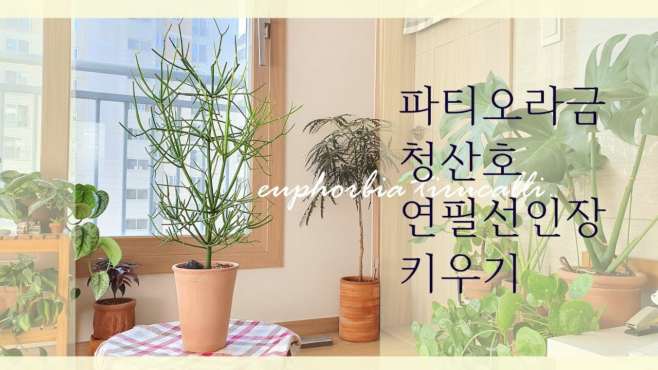 [베란다가든]파티오라금 청산호 연필선인장 키우기와 물주기 즐거운가드닝/유포르비아/실내인테리어식물/청기린