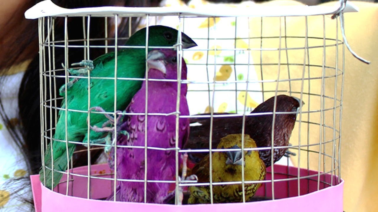 Aqilla Beli Burung Kecil Pelangi - Dipelihara atau Dilepaskan ya?
