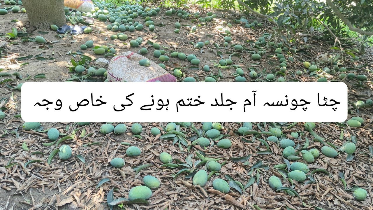 White Chaunsa Mango Jaldi Khatam Hone ki Special Reason #motivation #fruit #foryou #mango #farming