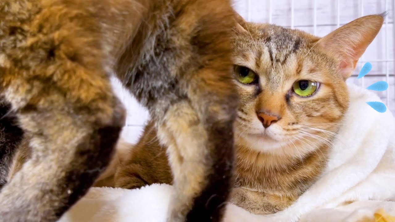 マイペースすぎるお姉ちゃん猫にタジタジな麦わら猫リタ♥