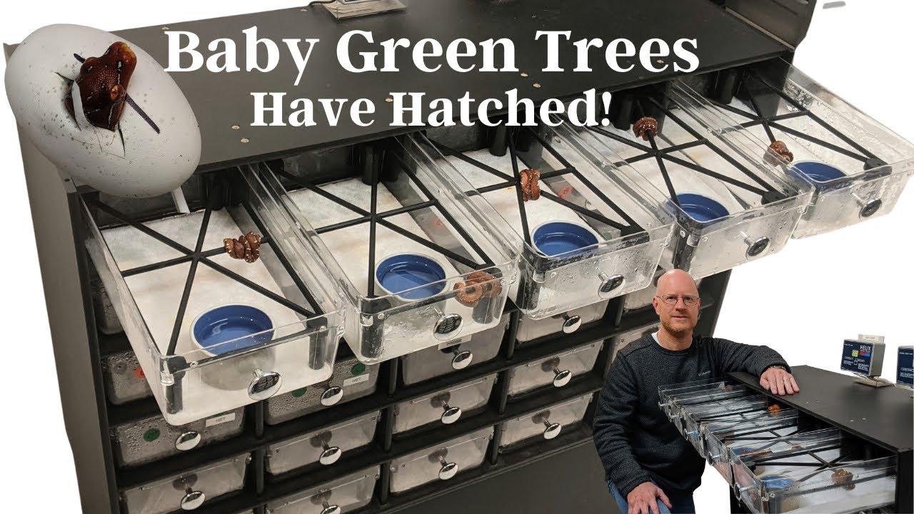 Hatching & Setting Up Baby Green Tree Pythons & 3 FedEx 