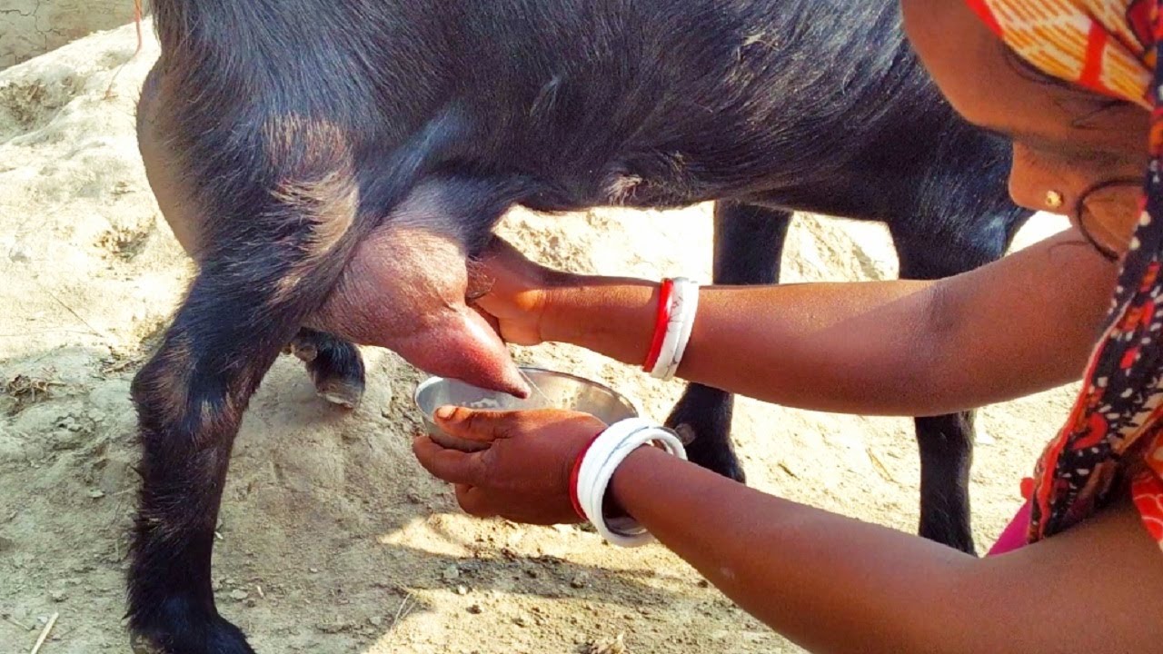 Goat Milking by Hand | Goat Milking | Traditional Way to Goat Milking Live Goat Milking