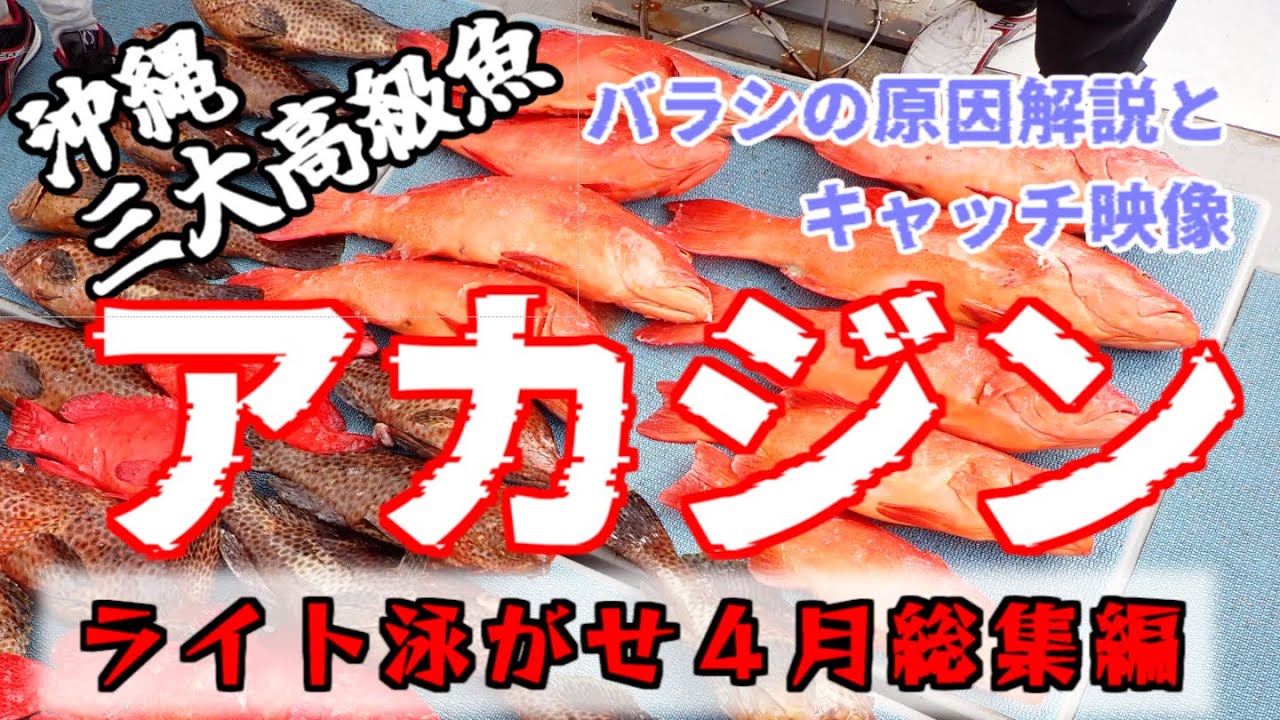 沖縄三大高級魚アカジン狙いのライト泳がせ 【キャッチとバラシの総集編 ４月】