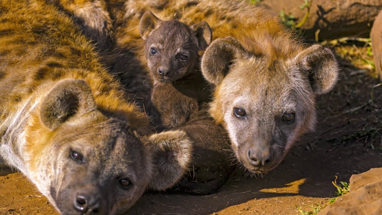HYENA; The Animal Which Can Mimic Human Voice I INTERESTING FACTS I WILDLIFE I FARE & SQUARE CHANNEL