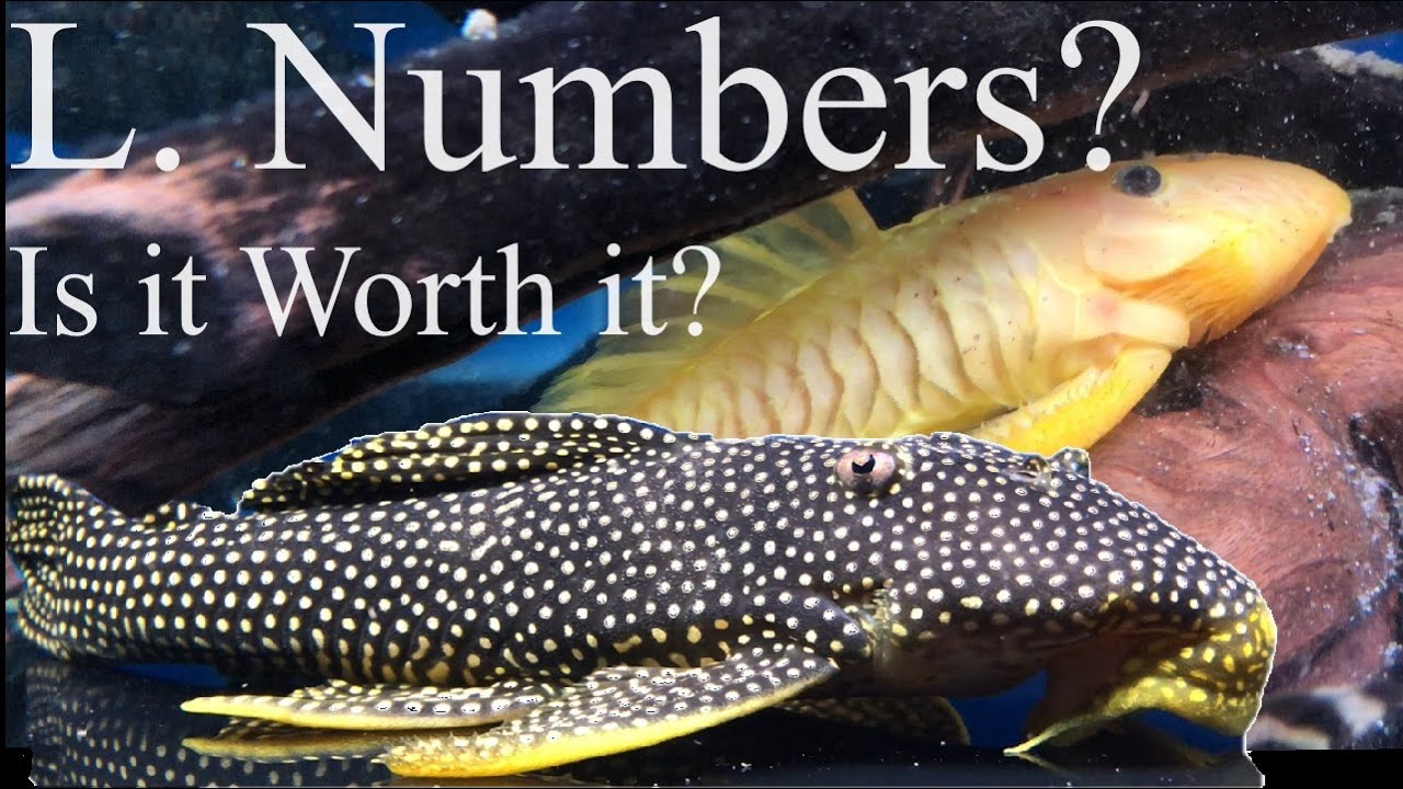What are L numbers? #Lnumber #pleco #Loricariidae