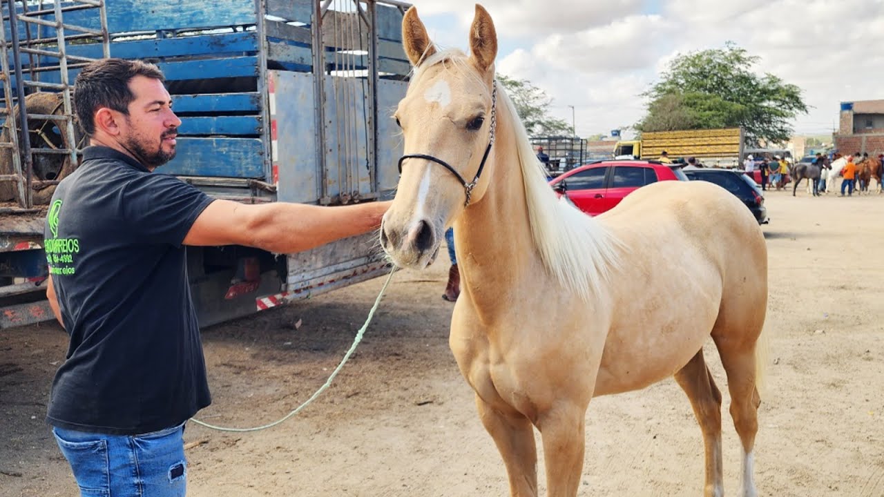 FEIRA DE CAVALOS EM CACHOEIRINHA-PE  05-02-2026 #nordeste