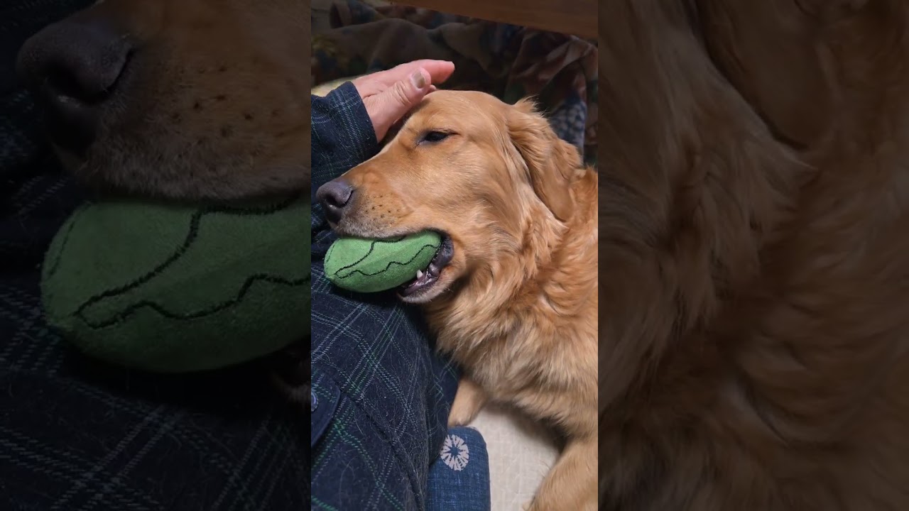 生後4か月の中猫に優しく相手する2歳のゴールデンレトリバー #goldenretriever #cat #kitten #犬と猫 #犬と猫のいる暮らし #ビスとイロハとキビ