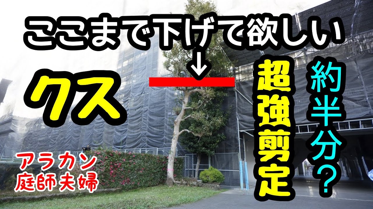 【剪定】ご要望にお応えします。クス強剪定！