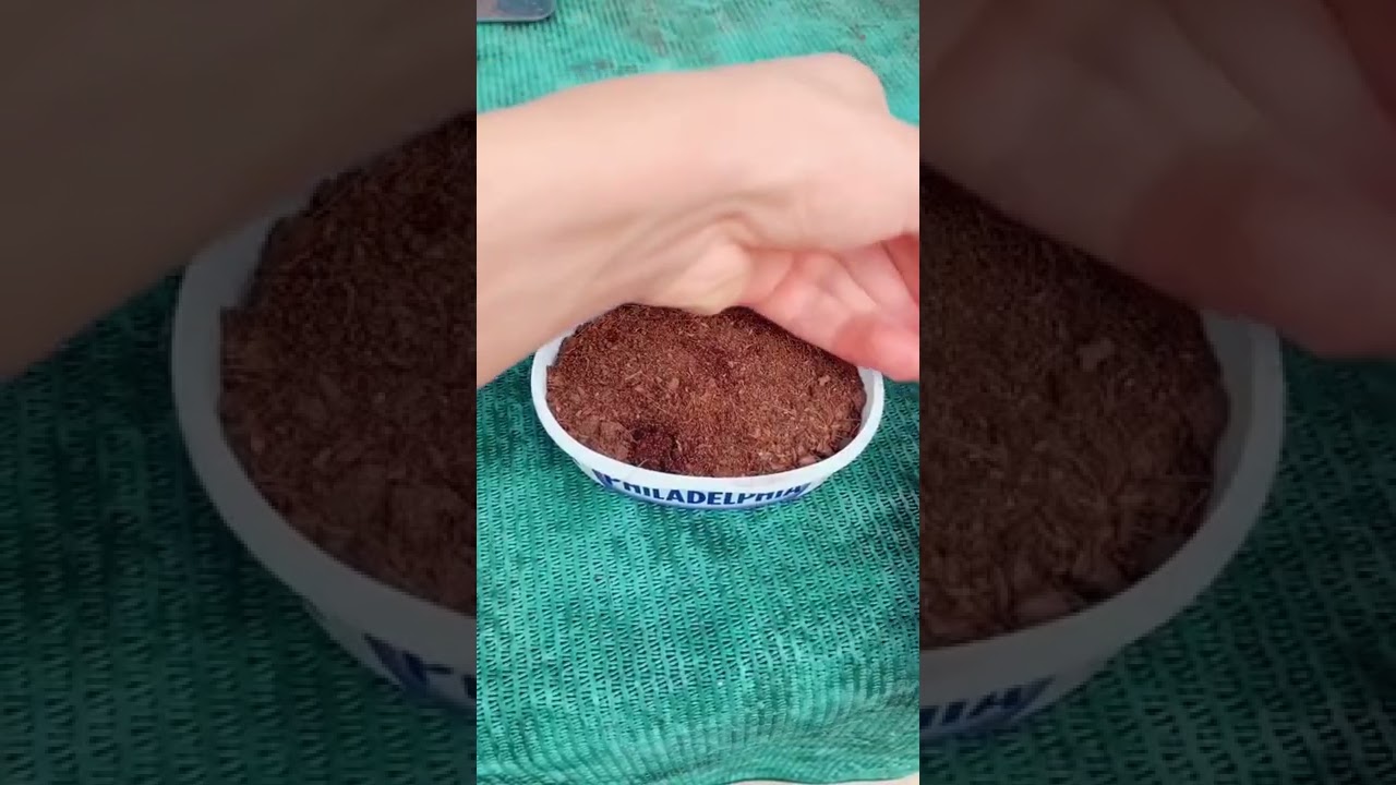 Erdbeer-K&ouml;rner Einpflanzen😍😍🌸