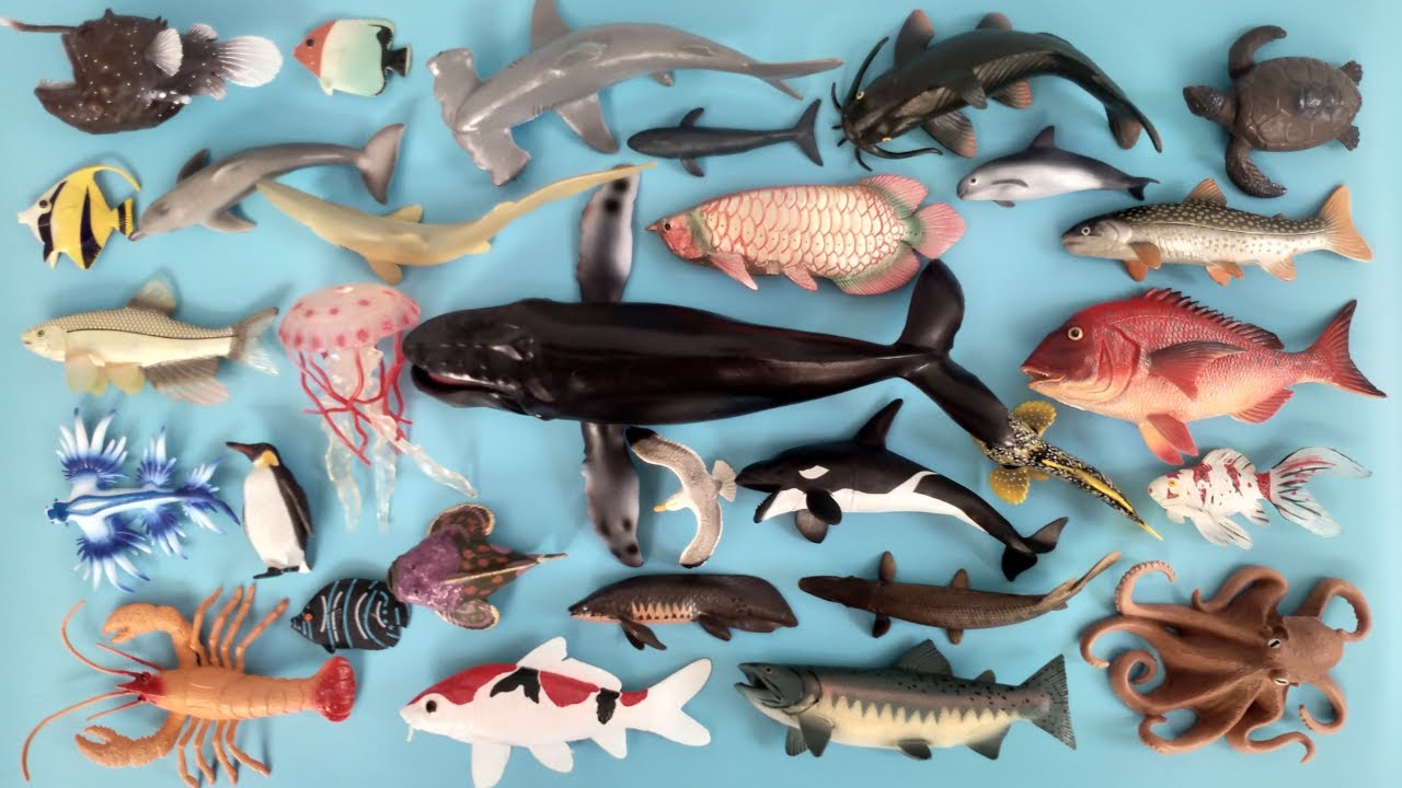 Binatang Laut Hiu Martil, Paus Orca, Ikan Kakap Merah, Moorish Idol, Salmon, Pale Chub, Penyu Gurita