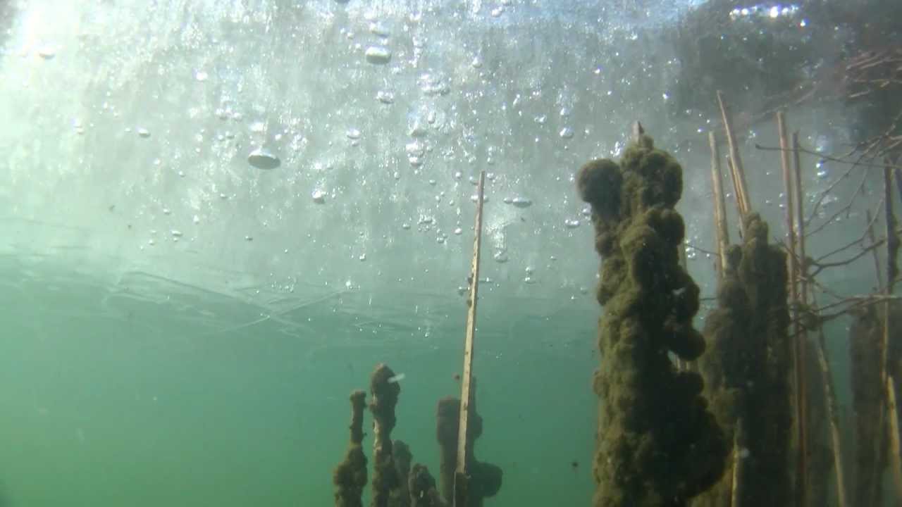 eistauchen und unfernunft im gr&szlig;en tonteich in k&ouml;rbiskrug, 26.2.2012