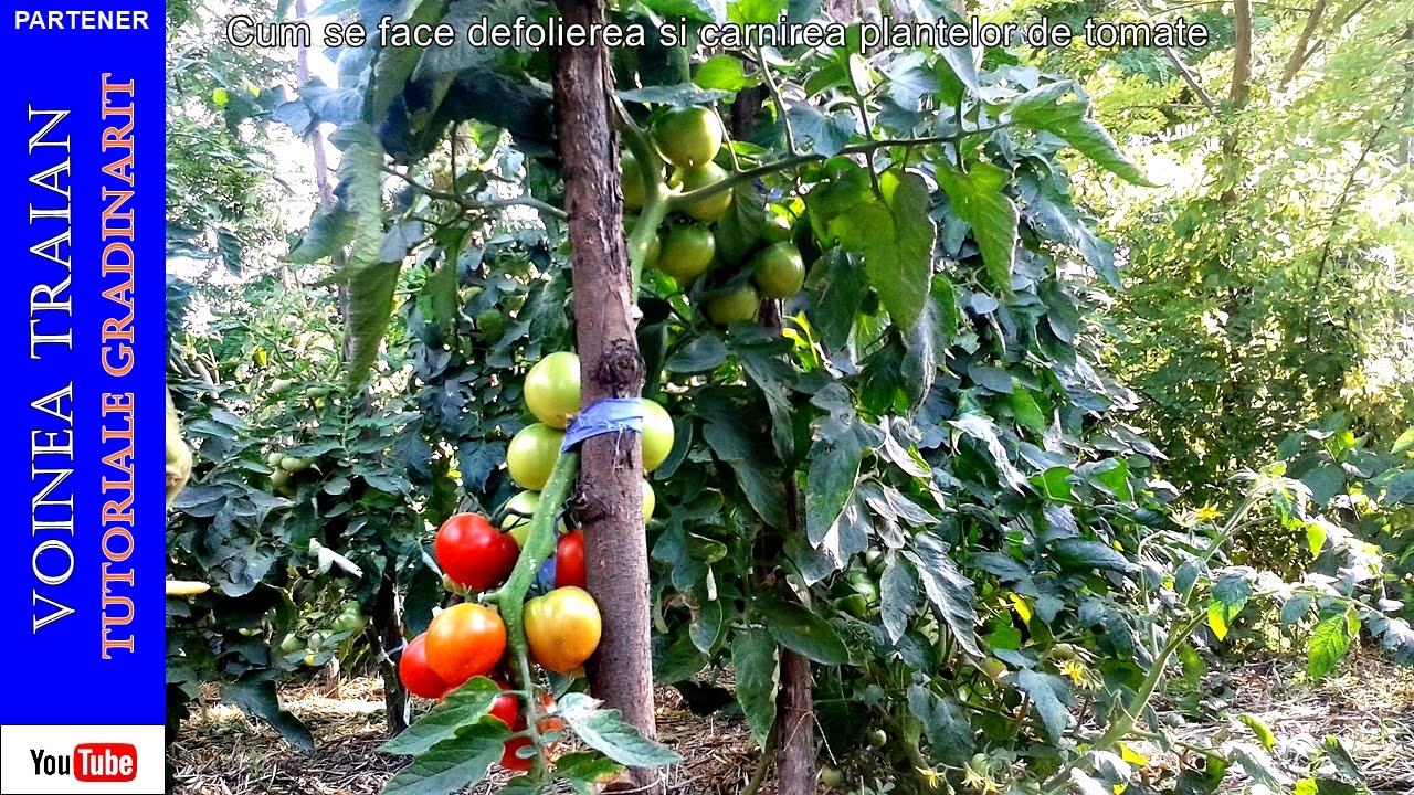 Cum se face defolierea și cârnirea plantelor de tomate