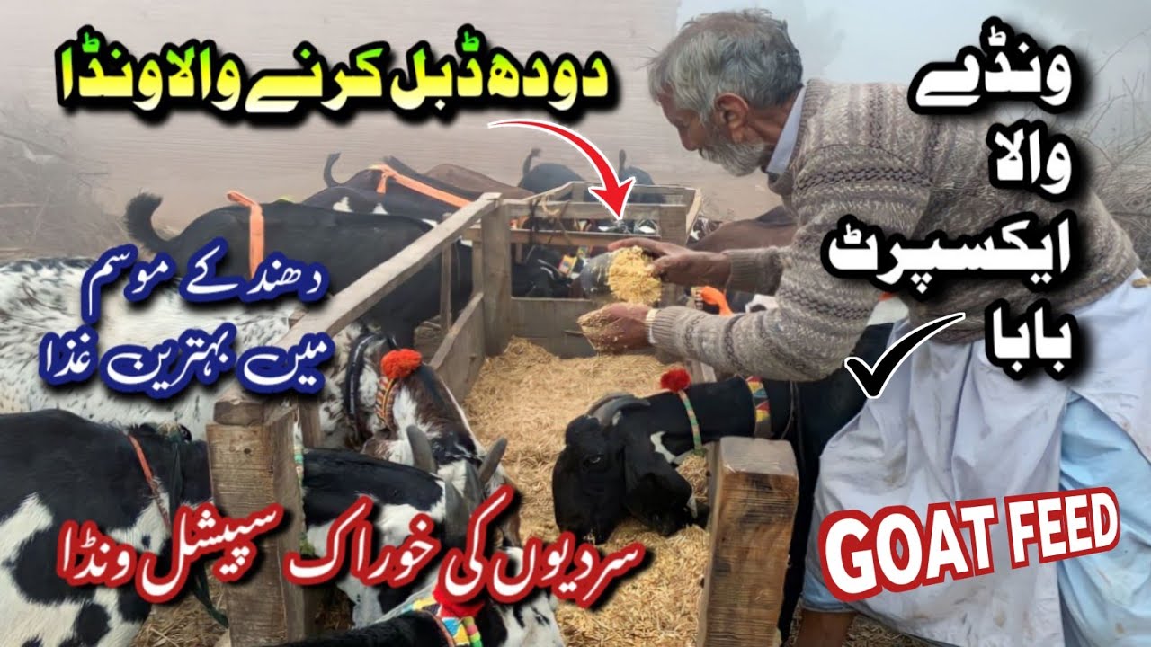 Best goat food for weight gain/Best feed for milking goats/best feed formula for goats in the world
