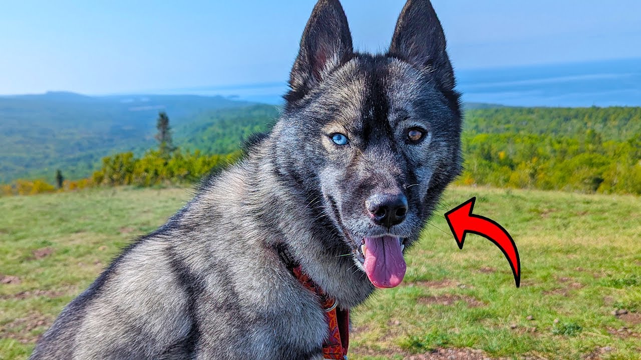 What Is Wrong With My Dogs Nose?