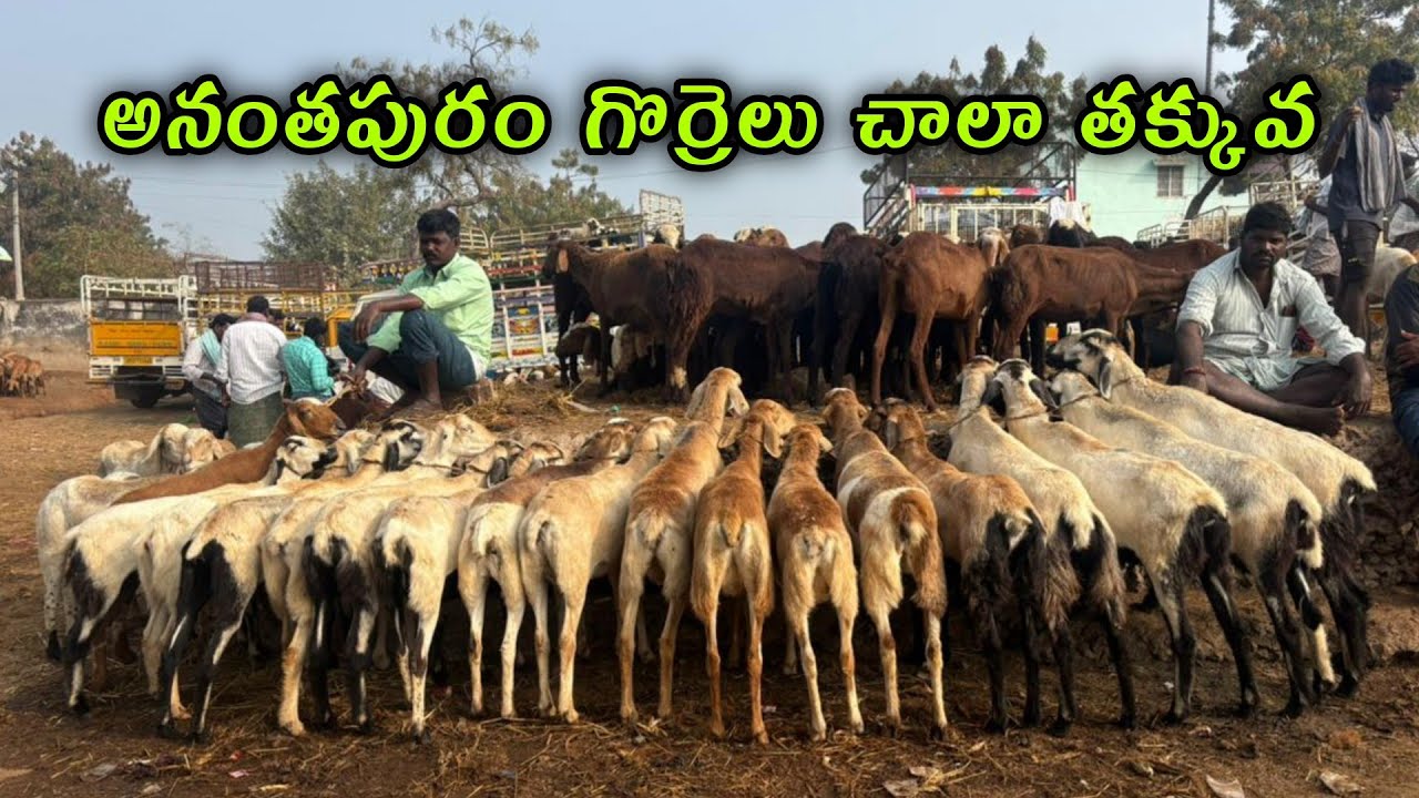 అనంతపురం గొర్రెలు every Saturday #anantapurmarket #goatfarming #sheepgoatbusiness#anantapurammarket