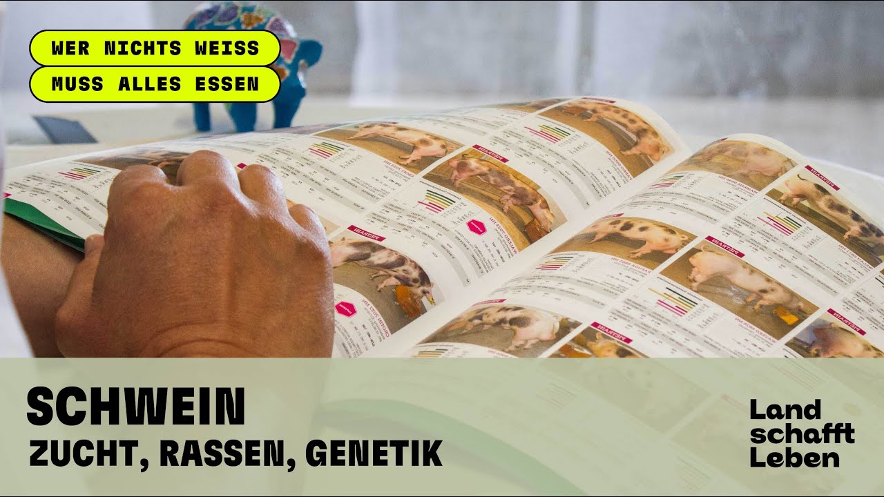 SCHWEIN (1/8) -  Zucht, Rassen, Genetik