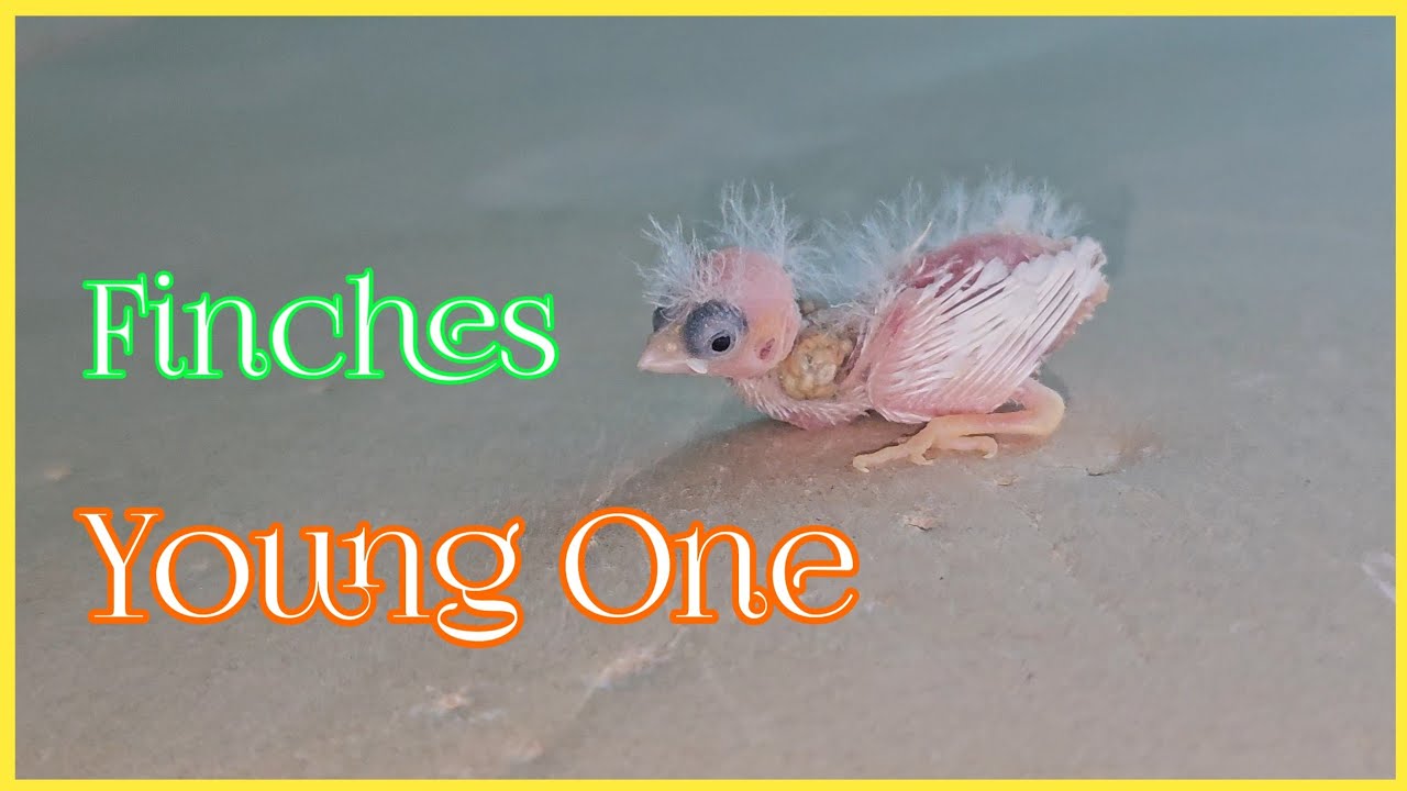Finches Young One