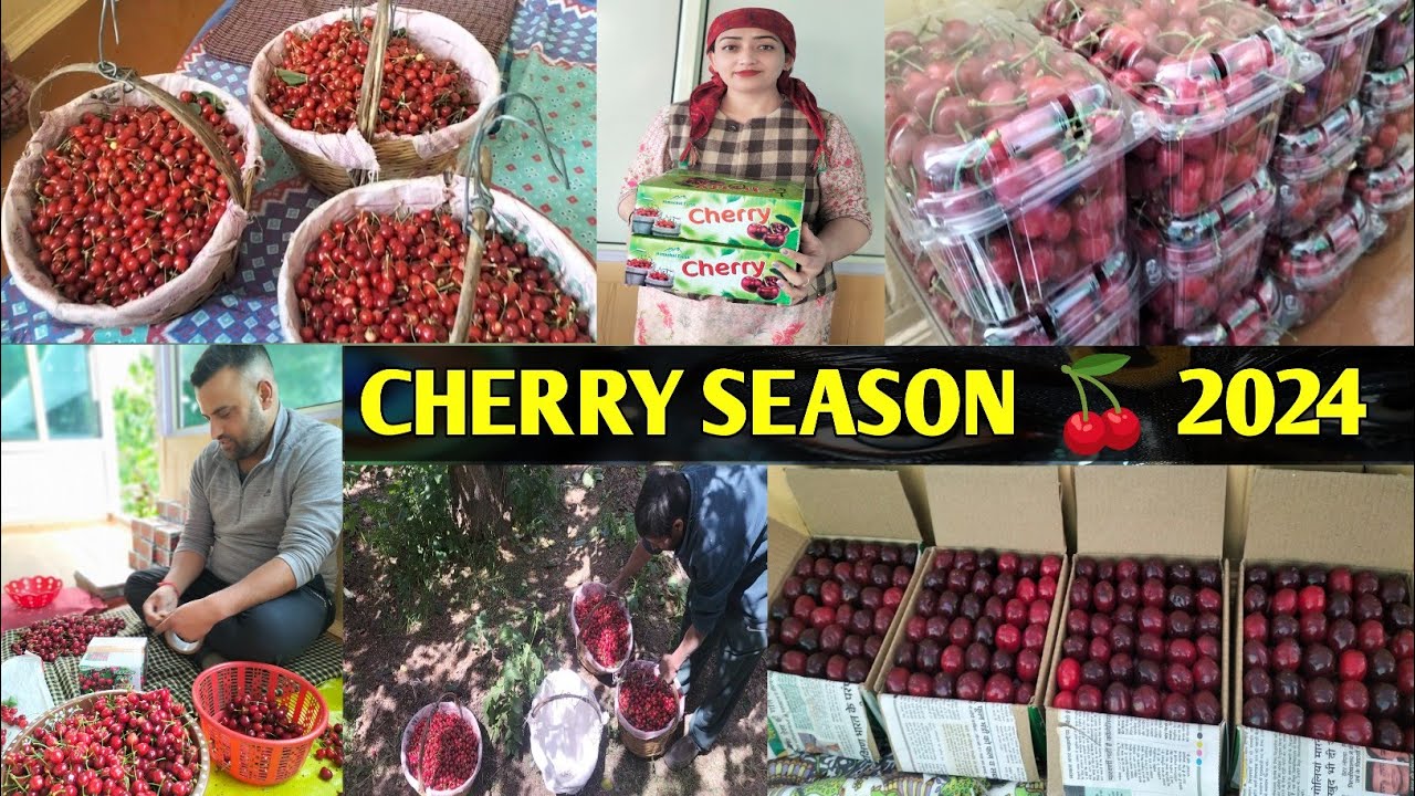 ||CHERRY SEASON IN KOTGARH HP||CHERRY PICKING 🍒||PAHADI LIFESTYLE||VILLAGE LIFE||