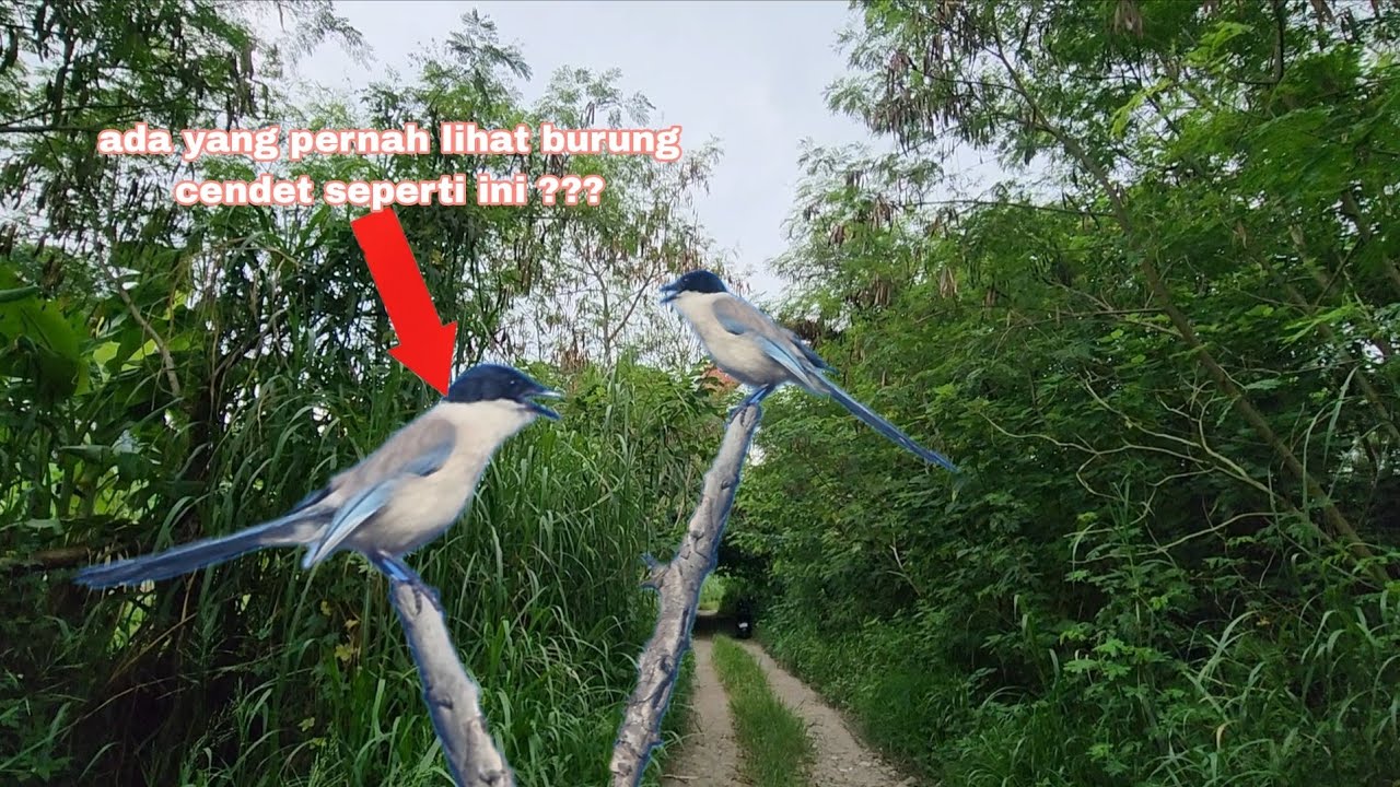 Burung pentet bodi besar dan unik hanya ada di pulau ini😱😱