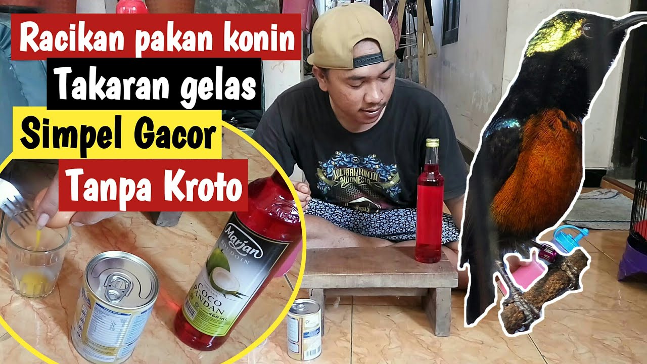 Racikan pakan konin juara gacor tanpa kroto | 2020