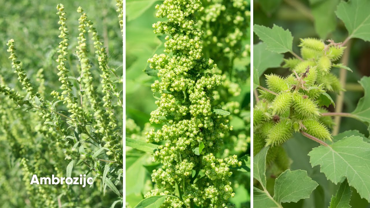 Viballa - novi herbicid u suncokretu