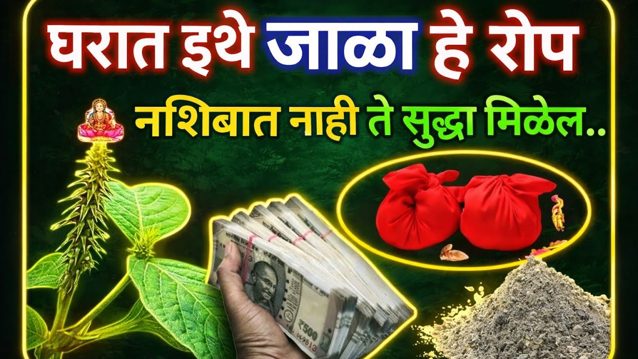 हे मूळ जाळून त्याची राख इथे ठेवा| पूजा पाठ न करता आयुष्याच सोनं झाल्याशिवाय राहणार नाही|आघाडावनस्पती