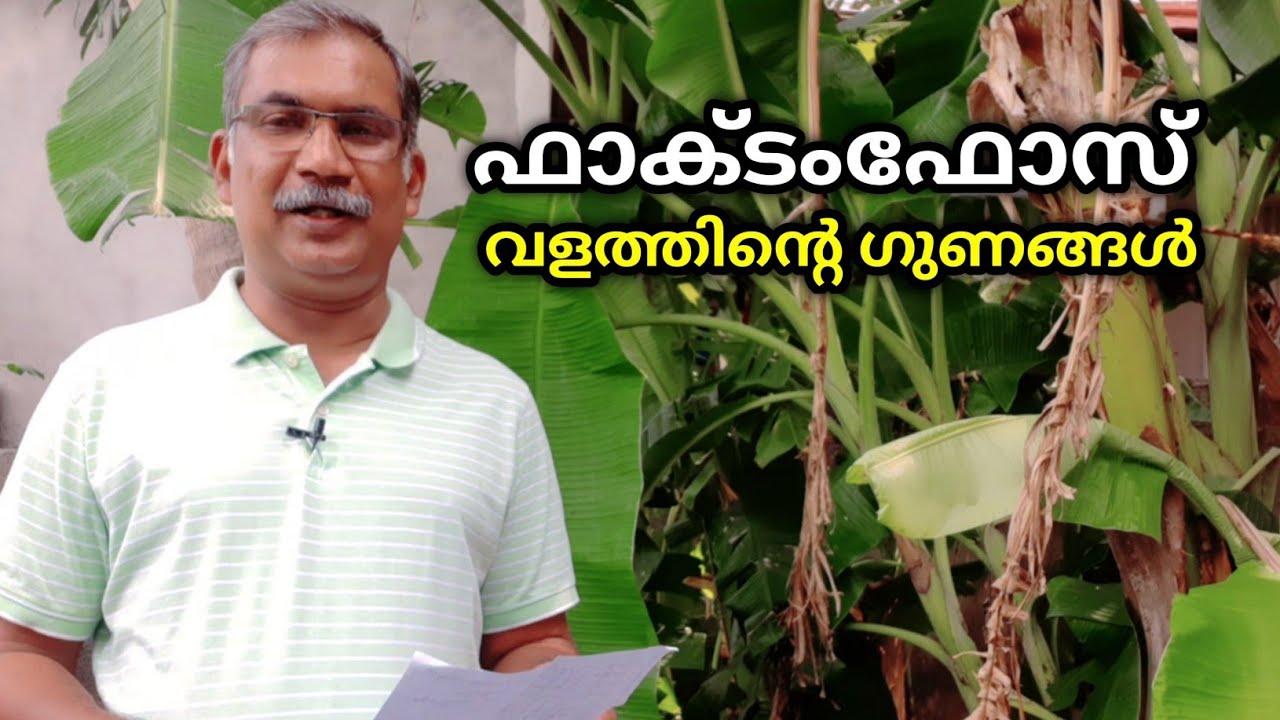 ഫാക്ടംഫോസ് വളത്തിന്റെ ഗുണങ്ങൾ | What is the use of Factamfos? | Krishitips malayalam | QA 21