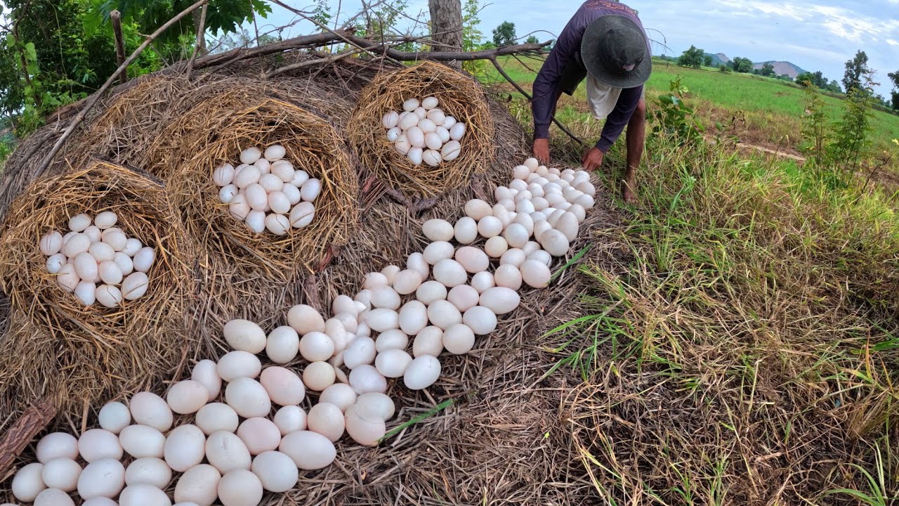 wow wow unique, pick a lot of duck eggs under straw pick by hand farmer skills