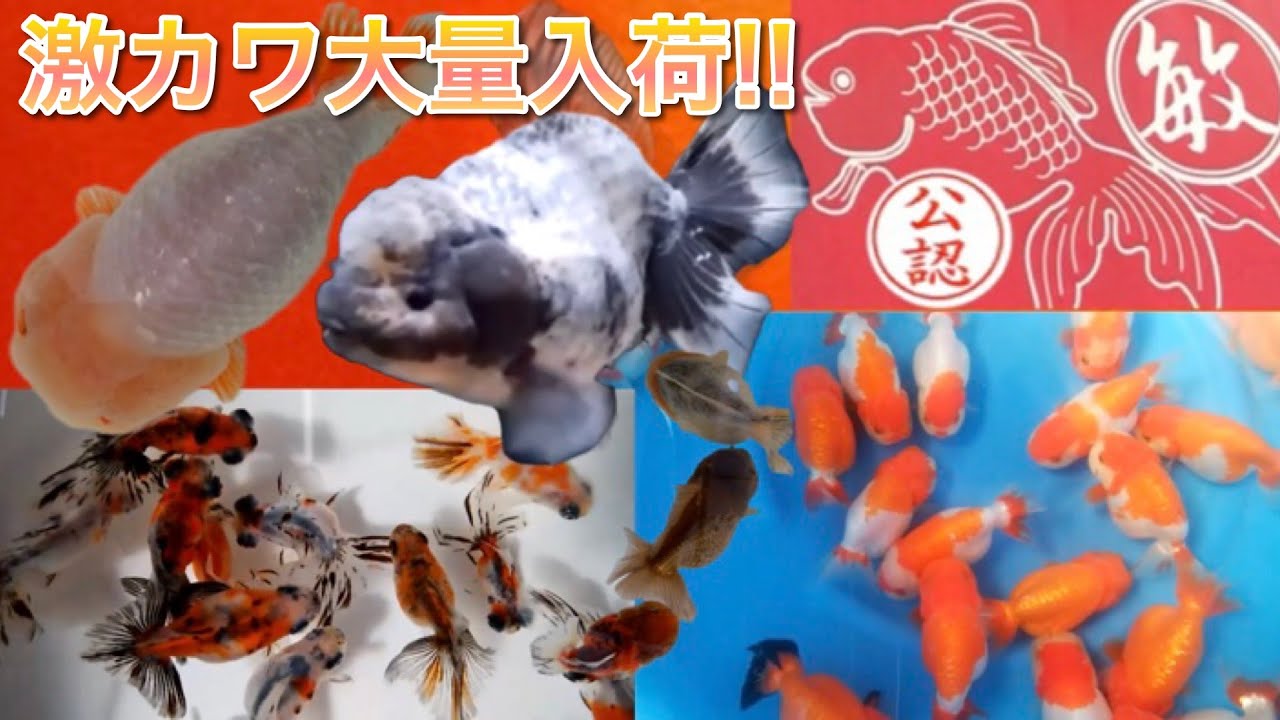 丸敏養魚場【弥富の金魚屋】2023年2月27日〜3月9日の入荷情報