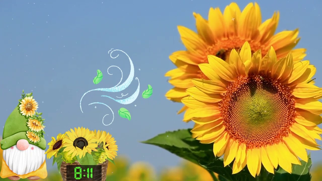 15 Minute Timer Sunflower with Calming Relaxing Jazz Music!