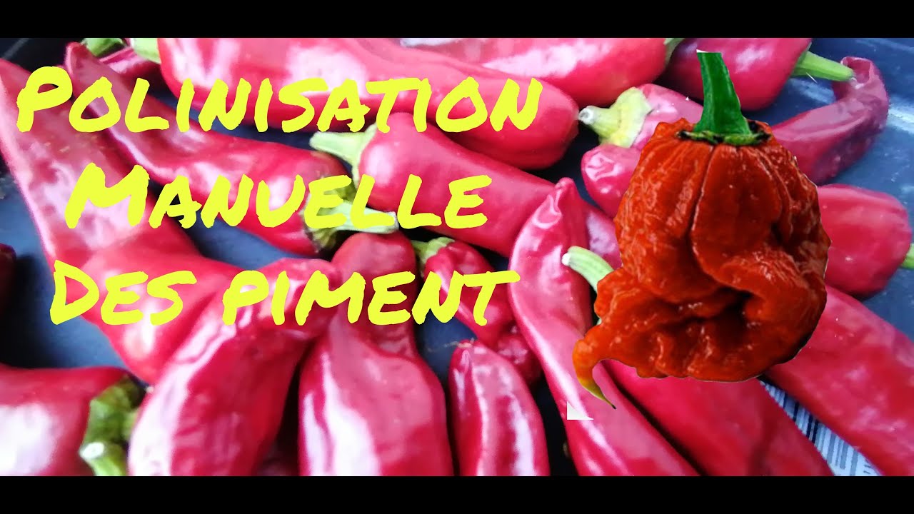 #comment #polliniser manuellement les #piments /#poivrons pour réussir 100% sa culture🌶️🌶️