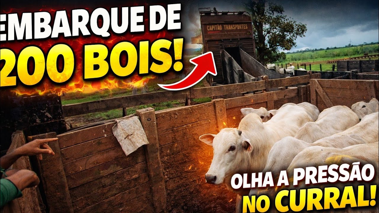 EMBARQUE DE MAIS DE 200 BOIS- alguns resolveram dar TRABALHO #part 5