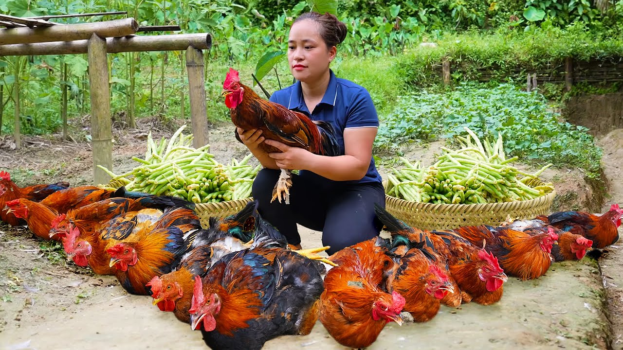 How to Harvest Chicken & Long Beans using bamboo basket to sell at the market | LTC - Free Bushcraft