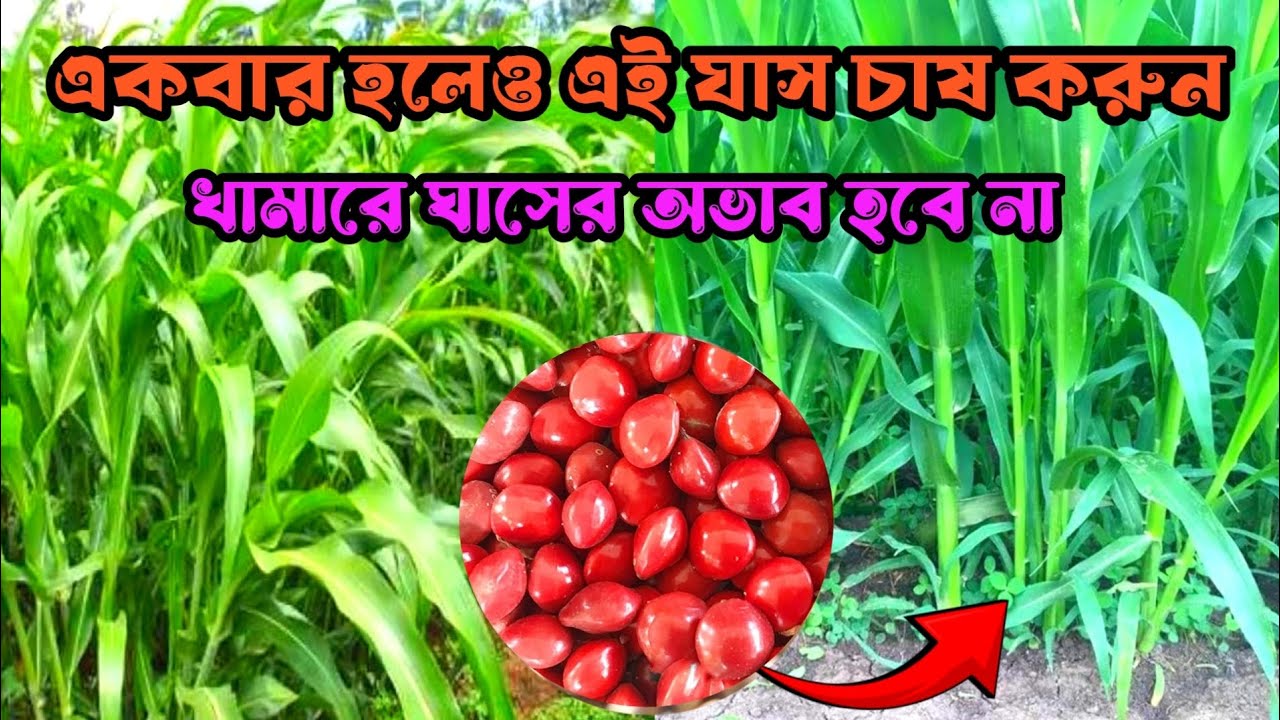 ছাগলের জন্য উপযুক্ত ঘাস | ছাগলে কোন ঘাস বেশি খায় | ছাগলের জন্য কোন ঘাস ভালো | বাজরা চাষ পদ্ধতি ghas