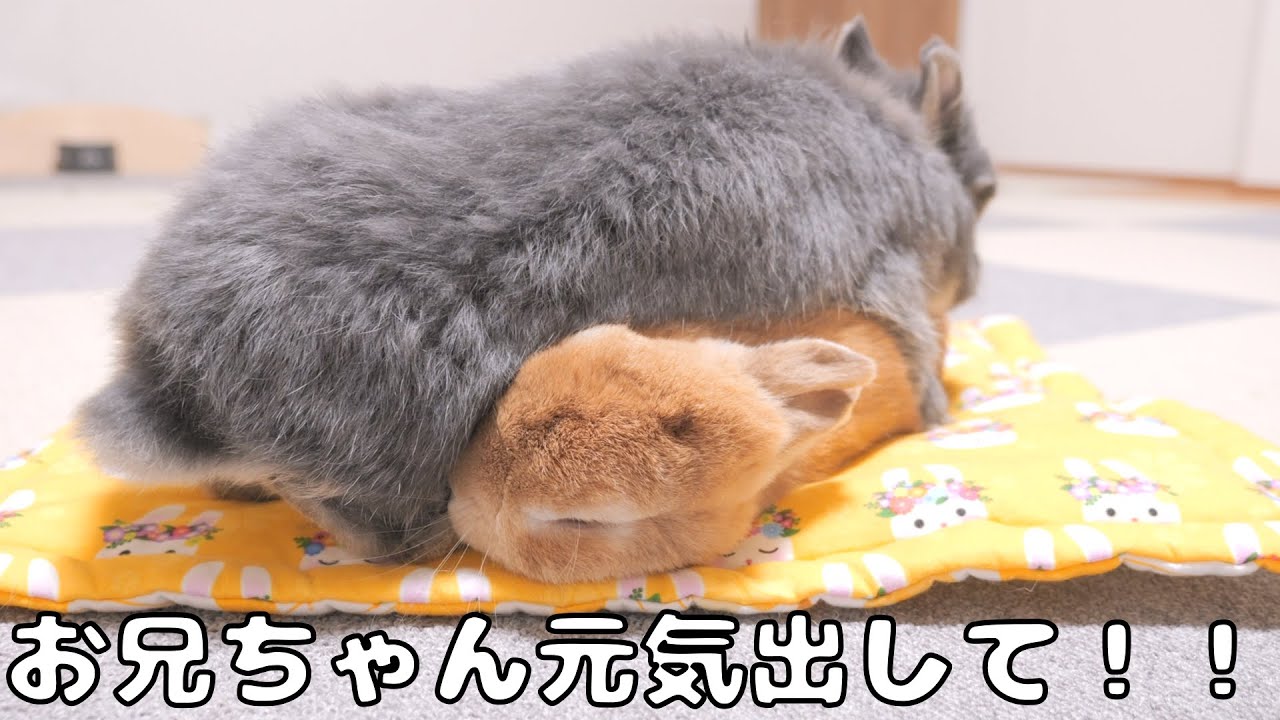元気がないお兄ちゃんに向かって妹のウサギが上に乗っかり励まそうとしてきました【No.1216】